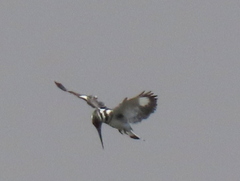 Ceryle rudis rudis