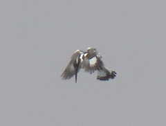 Ceryle rudis rudis