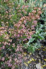 Erica umbellata
