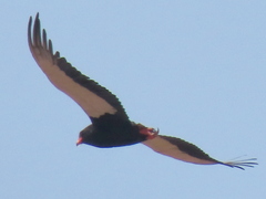 Terathopius ecaudatus