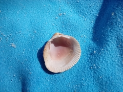 Laevicardium crassum