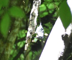Melanerpes chrysogenys