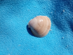 Laevicardium crassum