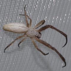 Uloborus walckenaerius