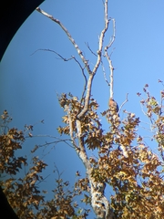 Buteo lineatus