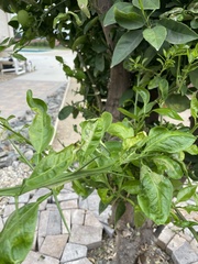 Phyllocnistis citrella