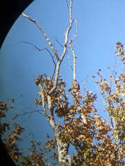 Buteo lineatus