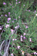 Erica umbellata