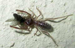 Solifugae