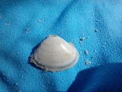 Mactra stultorum