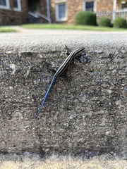 Plestiodon