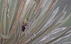 Chalcostigma heteropogon