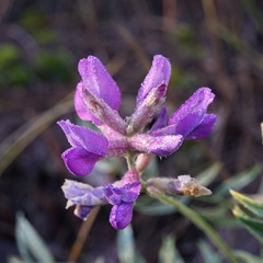 Oxytropis lambertii
