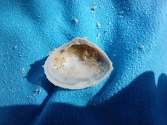 Mactra stultorum