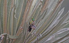 Chalcostigma heteropogon
