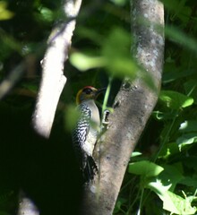 Melanerpes chrysogenys