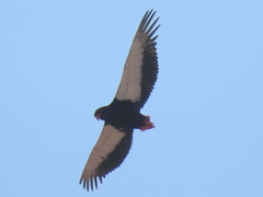 Terathopius ecaudatus