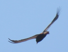 Terathopius ecaudatus