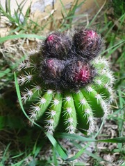 Trichocereus schickendantzii