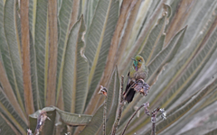 Chalcostigma heteropogon