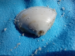 Mactra stultorum