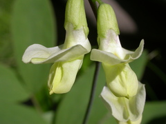 Lathyrus laevigatus occidentalis
