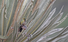 Chalcostigma heteropogon