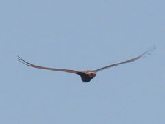 Terathopius ecaudatus