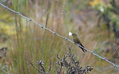 Chalcostigma heteropogon