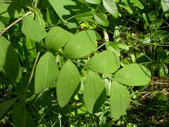 Lathyrus laevigatus occidentalis
