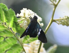 Eudaminae