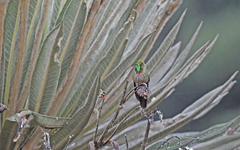 Chalcostigma heteropogon