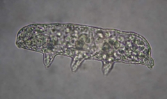 Hexapodibius