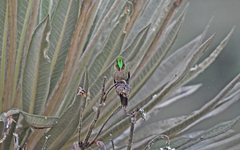 Chalcostigma heteropogon
