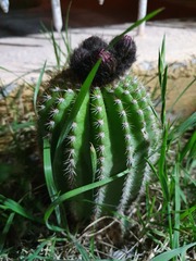 Trichocereus schickendantzii