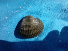 Cardiidae