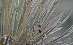 Chalcostigma heteropogon