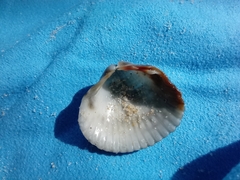 Cardiidae