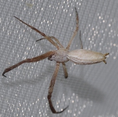 Uloborus walckenaerius