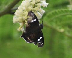 Polygonus leo arizonensis