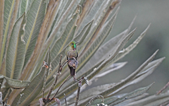 Chalcostigma heteropogon