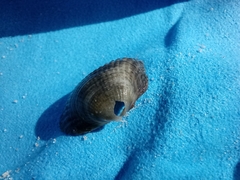 Cardiidae