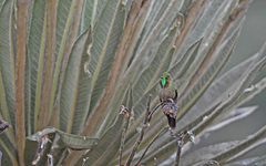 Chalcostigma heteropogon