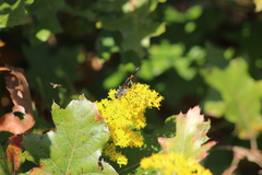 Ammophila
