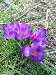 Crocus vernus