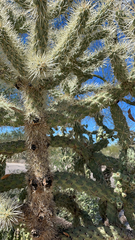 Cylindropuntia fulgida