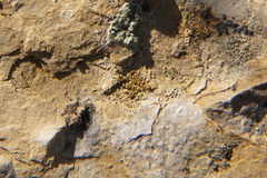 Lecanoromycetidae
