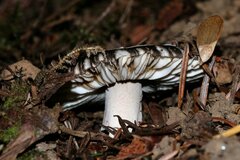 Amanita pachycolea