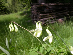 Lathyrus laevigatus occidentalis