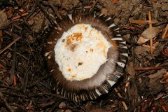 Amanita pachycolea